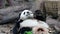 When Panda Cub is Chilling Out , China