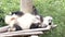 When Panda Cub Feels Itchy , China