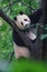 Panda cute climbing a tree.