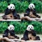 Panda eating bamboo