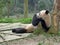 Panda eating bamboo