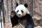 Panda eating bamboo, Chiang Mai Zoo