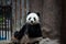 Panda eating bamboo, Chiang Mai zoo