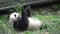 Panda eating bamboo while laying on his back in Chengdu China