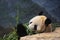 Panda eating bamboo leaning against rock