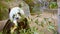 Panda eating bamboo leaves