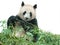 Panda eating bamboo leaves