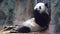 Panda eating bamboo stalks. Media. Fluffy giant Panda sitting holds bamboo stalks with his paws and chews them. Cute
