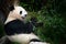 Panda eating bamboo. Wildlife scene from China nature. Portrait of Giant Panda feeding bamboo tree in forest. habitat. Cute black