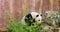 Panda eating bamboo at the zoo