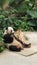 Panda eating bamboo in zoo looks very relax