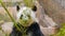 Panda eats bamboo leaves