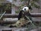 Panda eats bamboo and sits on his ass
