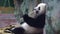 Panda eats bamboo stalks at zoo. Media. Chubby Panda sits lazily and with pleasure eat bamboo stems are strong teeth in