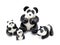 Panda Family