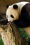 Panda feeding time