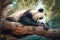 Panda hangs lazily on a tree branch. Giant panda is resting in the forest on a tree branch. Generative AI