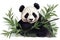 Panda Happily Munching On Bamboo On Tree Branch