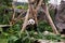 Panda holding green leaves in park