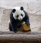 Panda is a large animal mammal of the bear family black and white color there is bamboo
