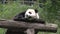 Panda laying on a wooden roof showing his tongue and scratching his back in Chengdu China
