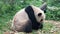 Panda living in China Sichuan conservatory