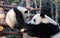 Panda mother and cub at Chengdu Panda Reserve Chengdu Research Base of Giant Panda Breeding in Sichuan, China.