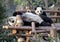 Panda mother and cub at Chengdu Panda Reserve Chengdu Research Base of Giant Panda Breeding in Sichuan, China.