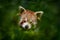 Panda portrait. Beautiful Red panda lying on the tree with green leaves. Ailurus fulgens, detail face portrait of animal from