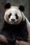 Panda portrait. Giant bamboo bear on a log. Wildlife. Animal muzzle close-up. Image is AI generated