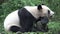 Panda resting on a tree trunk in Chengdu China