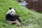 Panda sits on the ground and eats bamboo