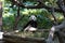 Panda sits in a tree