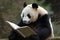 Panda on a Spiritual Journey to the Library. Generative AI