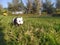 Panda toy on green grass in a garden with trees in background