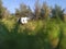 Panda toy on green grass in a garden with trees in background