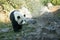 Panda walks in the woods among the stones.