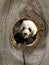 Panda Zoo Animal in Fence Knot Hole