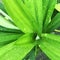 Pandan leaf is leave have a fragrant smell usually mixed cook in asia