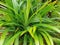 Pandan leaf plant that is beneficial for health