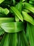 Pandan leaves aka Pandanus amaryllifolius