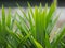 Pandan leaves, Fragrant, Pandom wangi, Pandanus amaryllifolius Roxb leaves green bush tree texture nature background