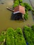 Pandan plant floating farm in plant floating on a river