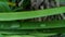 Pandan`s fresh green long leaf growing Pandanus amaryllifolius.