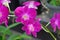 Pandanus Amaryllifolius Flowers