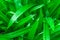 Pandanus green leaf