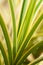 Pandanus green and yellow variegated thorny leaves