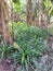 Pandanus leaves are planted to sell for their fresh scent.