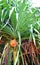 Pandanus Odorifer - Kewda or Umbrella Tree with Leaves and Ripe Fruit - Pine - Tropical Plant of Andaman Nicobar Islands
