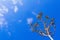 Pandanus palm growing on sea beach. Silhouette on sky background